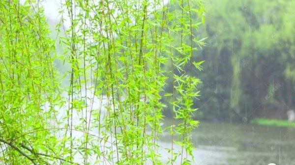 老话说的“四大鬼树”是哪些树,它们为什么被称之为“鬼树”?有何说法 - 知乎