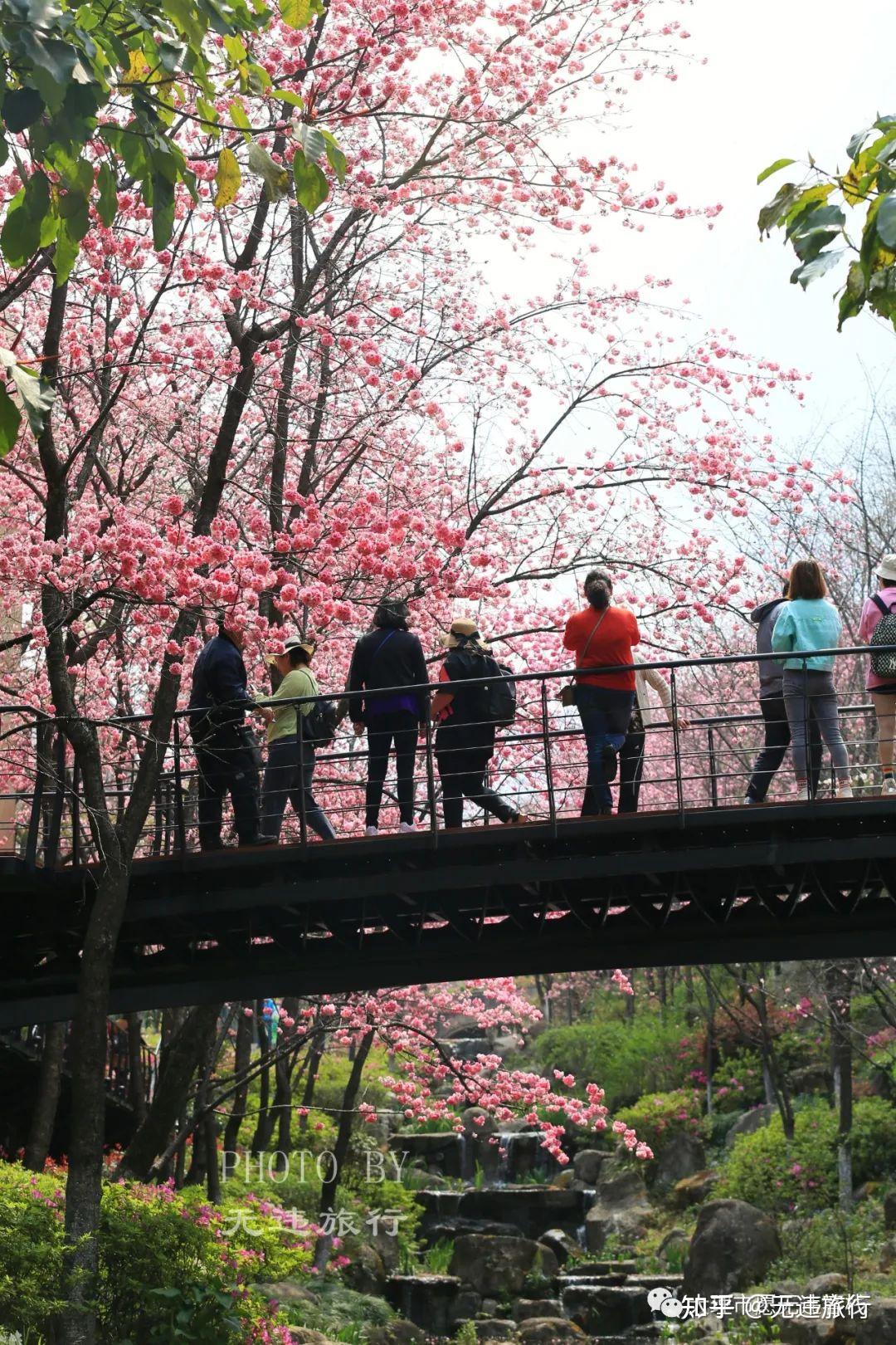 一般而言，樱花花期大多在2、3月份，而云南大理无量山的樱花