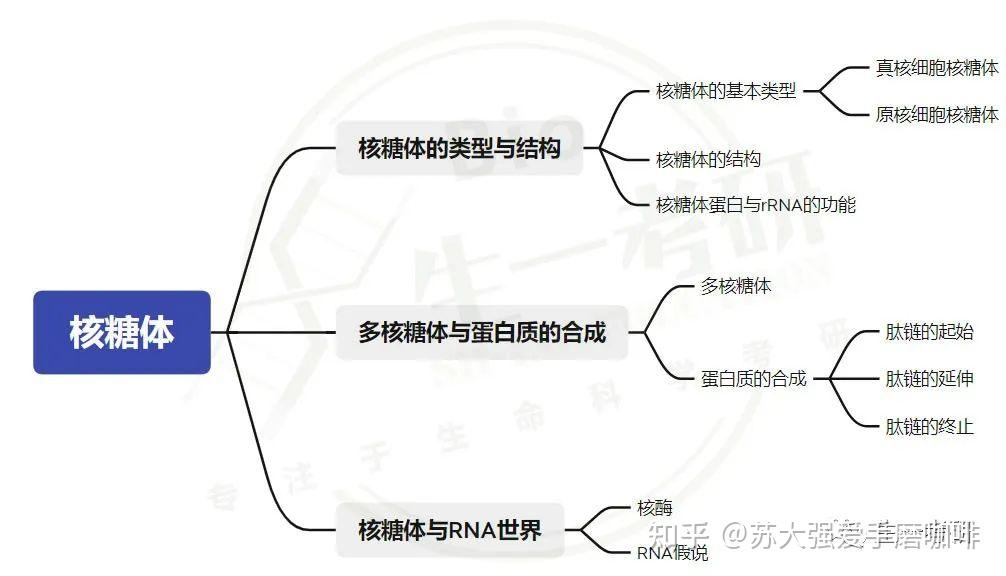 细胞生物学思维导图-核被膜,核仁和核糖体 知乎