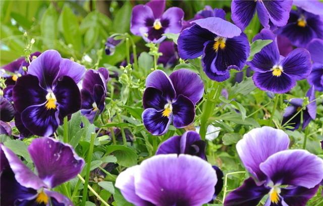 9月赶紧播种 这10种花最适合秋季播种 来年不怕没花看 知乎 9月赶紧播种 这10种花最适合秋季播种 来年不怕没花看 知乎