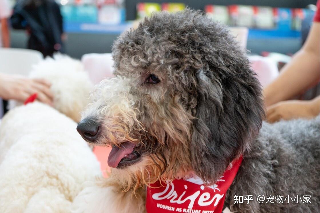 5. 巨贵,是真的"巨贵"巨贵的购买价格比较高,饲养费用也很高.