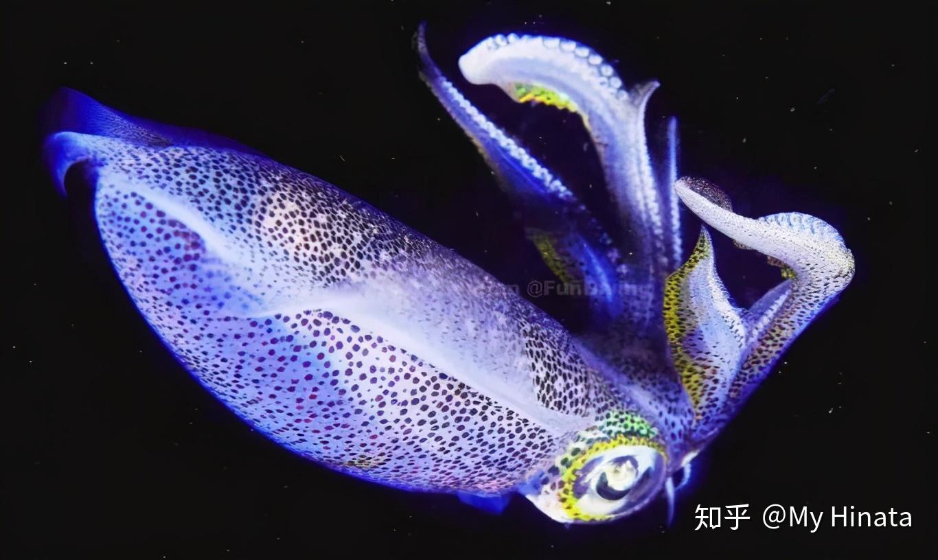 而荧光乌贼就更不得了,这种鱿鱼的体内具有发光器,在黑暗中能够发出青