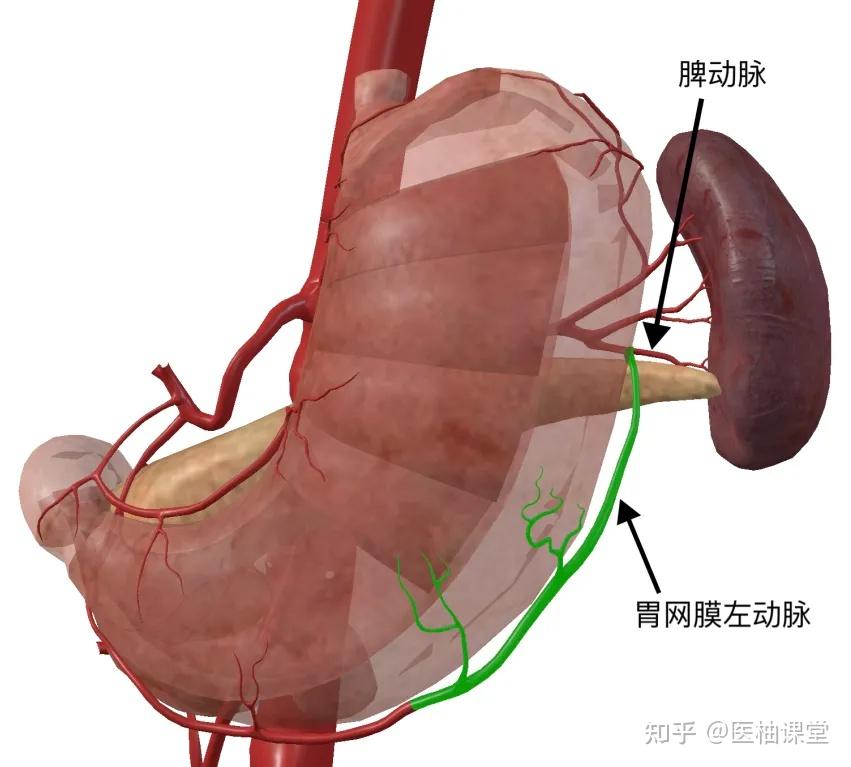胃的血管解剖知识（图文） - 知乎