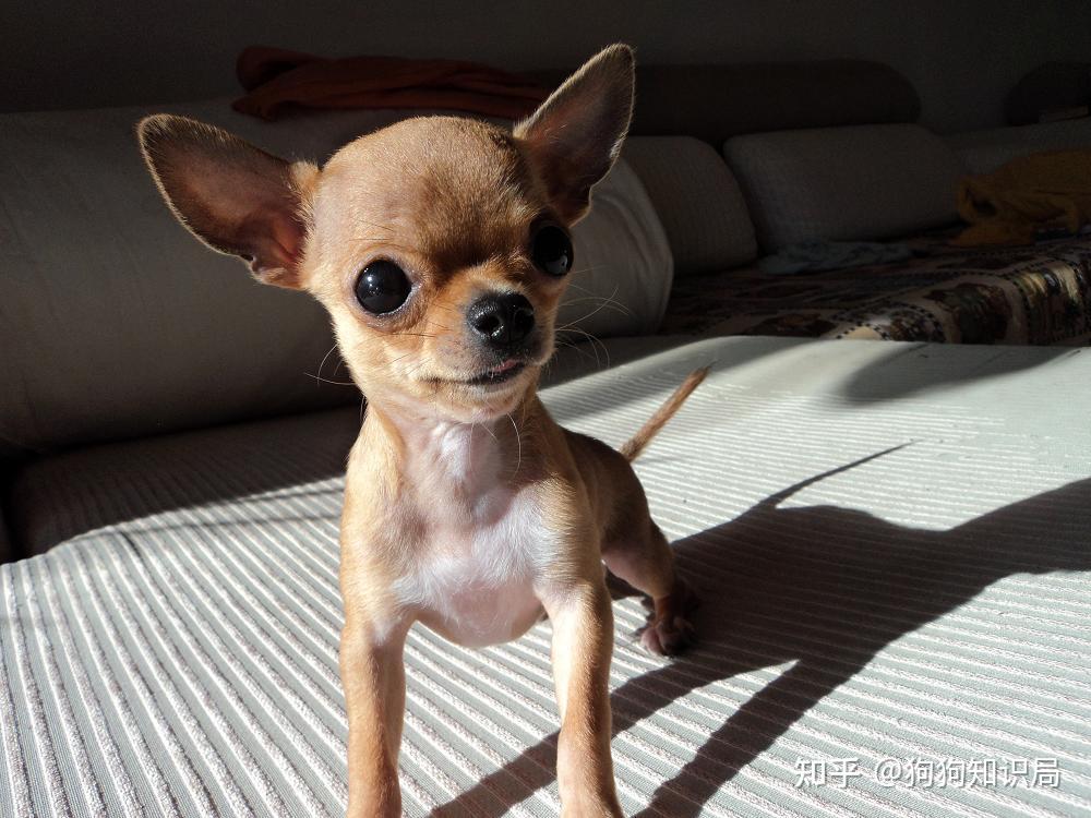 吉娃娃是世界上最小型的犬种之一,外表酷似外星人,外出携带会比别的中