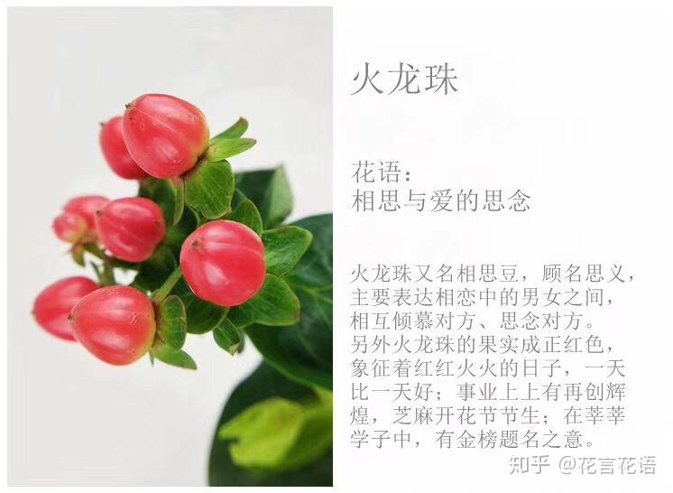 鲜花红豆火龙珠养护方法