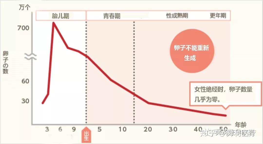 女性的卵子在自己还是胎儿的时候就已经形成,随着年龄的增长不仅柿靠
