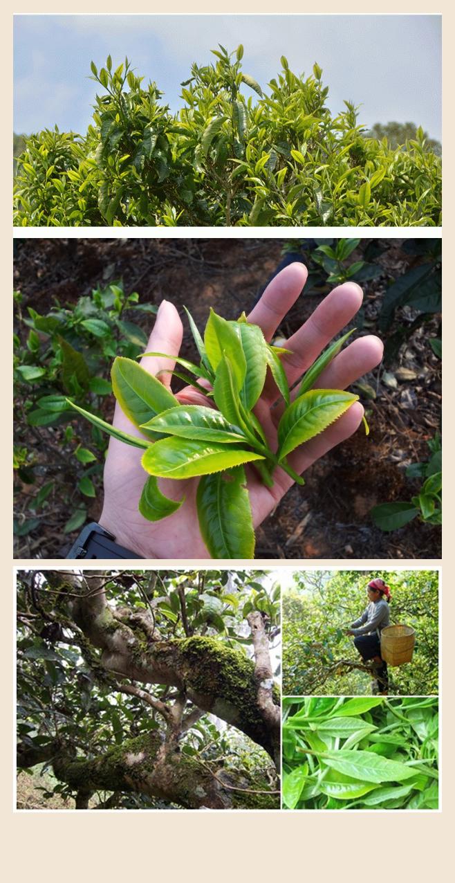 凤庆大叶种 - 知乎