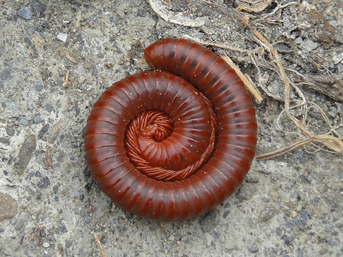 《通天帝国》里面的赤焰金龟,原型就是球马陆,不过它可没有让人自燃的