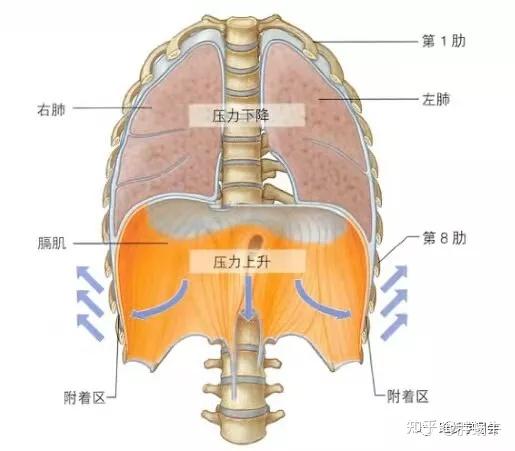 膈肌位置 位置图图片