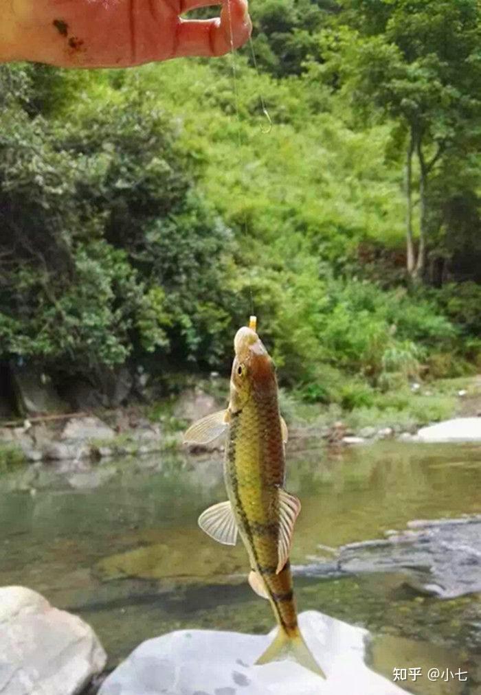 溪石斑鱼 个头虽小