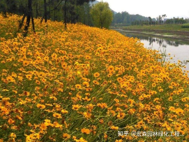 金鸡菊种植方法和时间(金鸡菊的种植方法和时间)