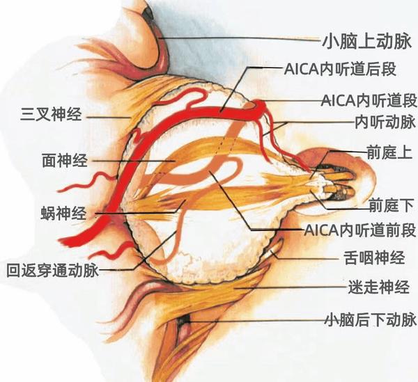 面听神经解剖图片