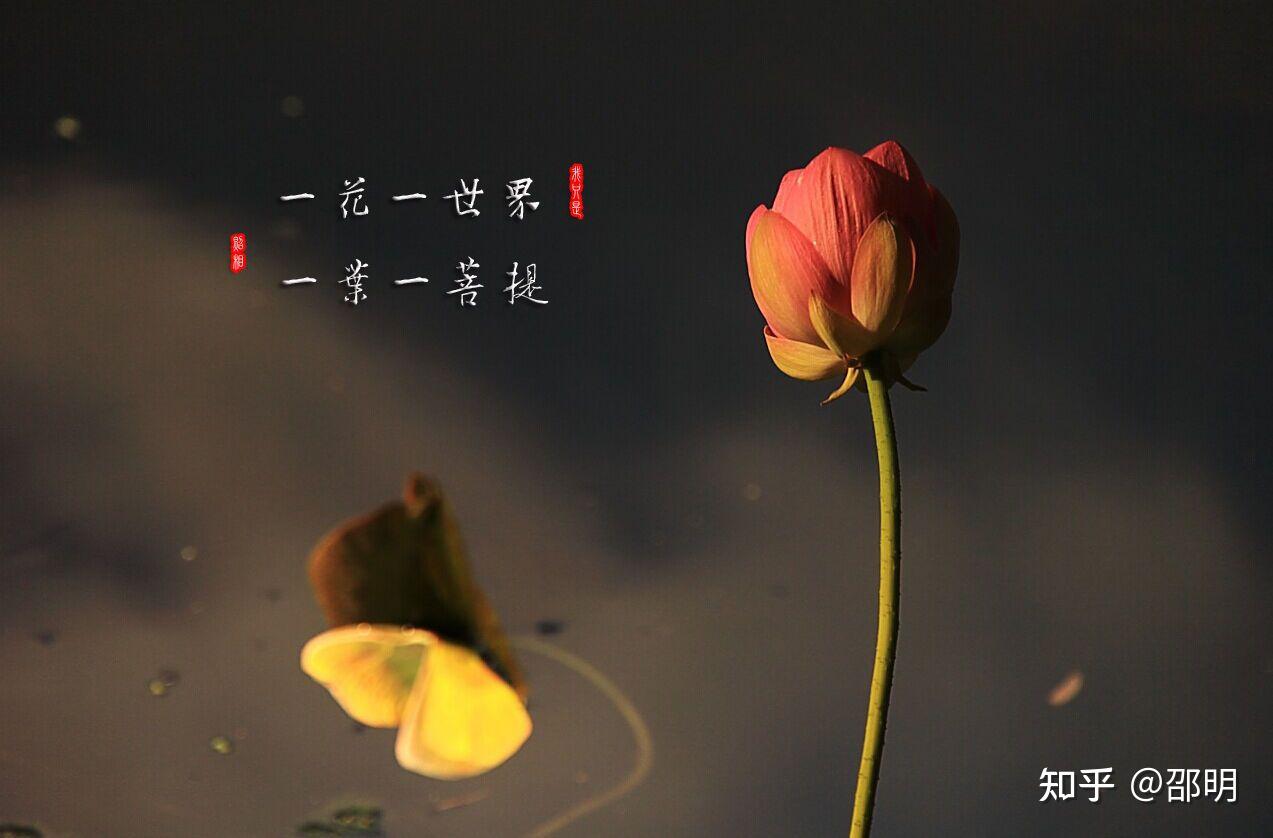 一花一世界/一叶一菩提/作者 邵明