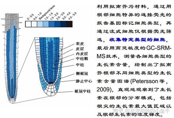 植物根系发育的分子调控 知乎