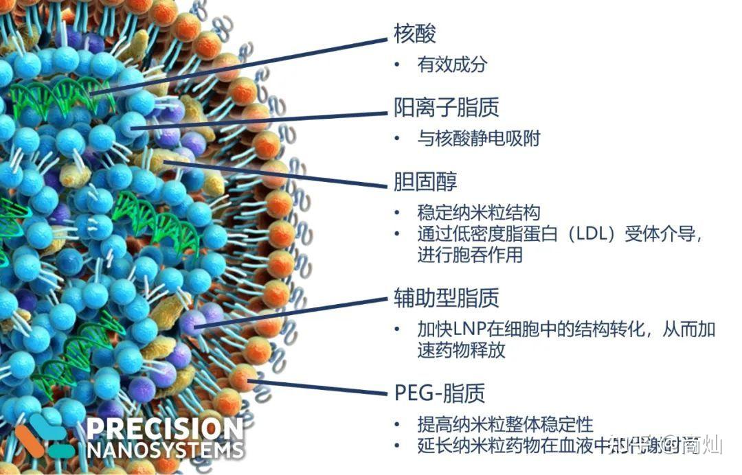 核酸脂質納米粒(lnp)科普 —— 組成成分及作用 - 知乎