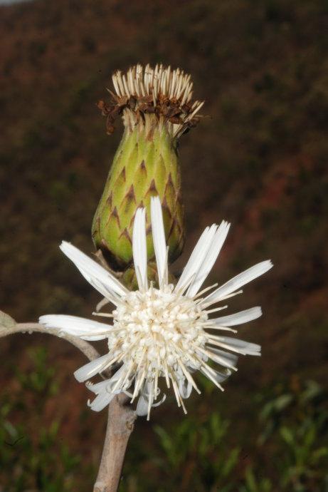 金秋赏菊面面观 木本菊花之栌菊木 知乎