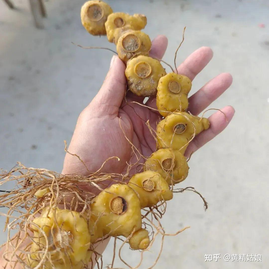 黄精文化|黄精的地理分布及种类 - 知乎