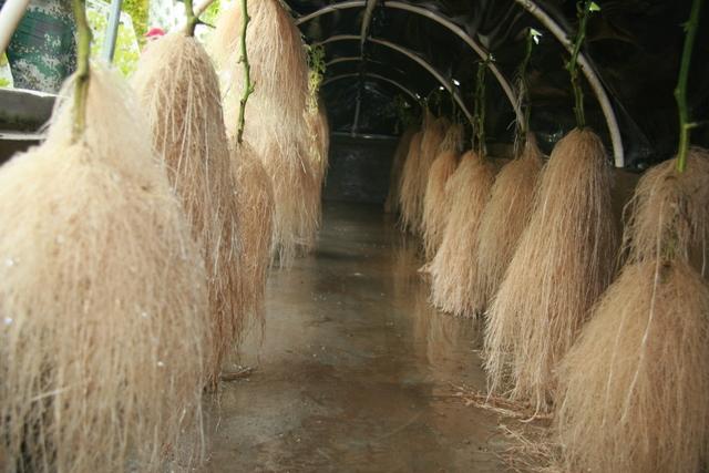 气雾栽培 植物根系特点 知乎