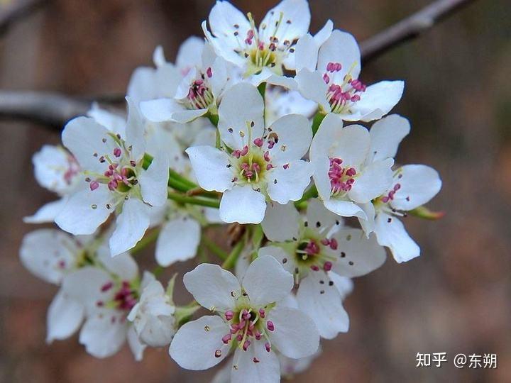 棠梨花