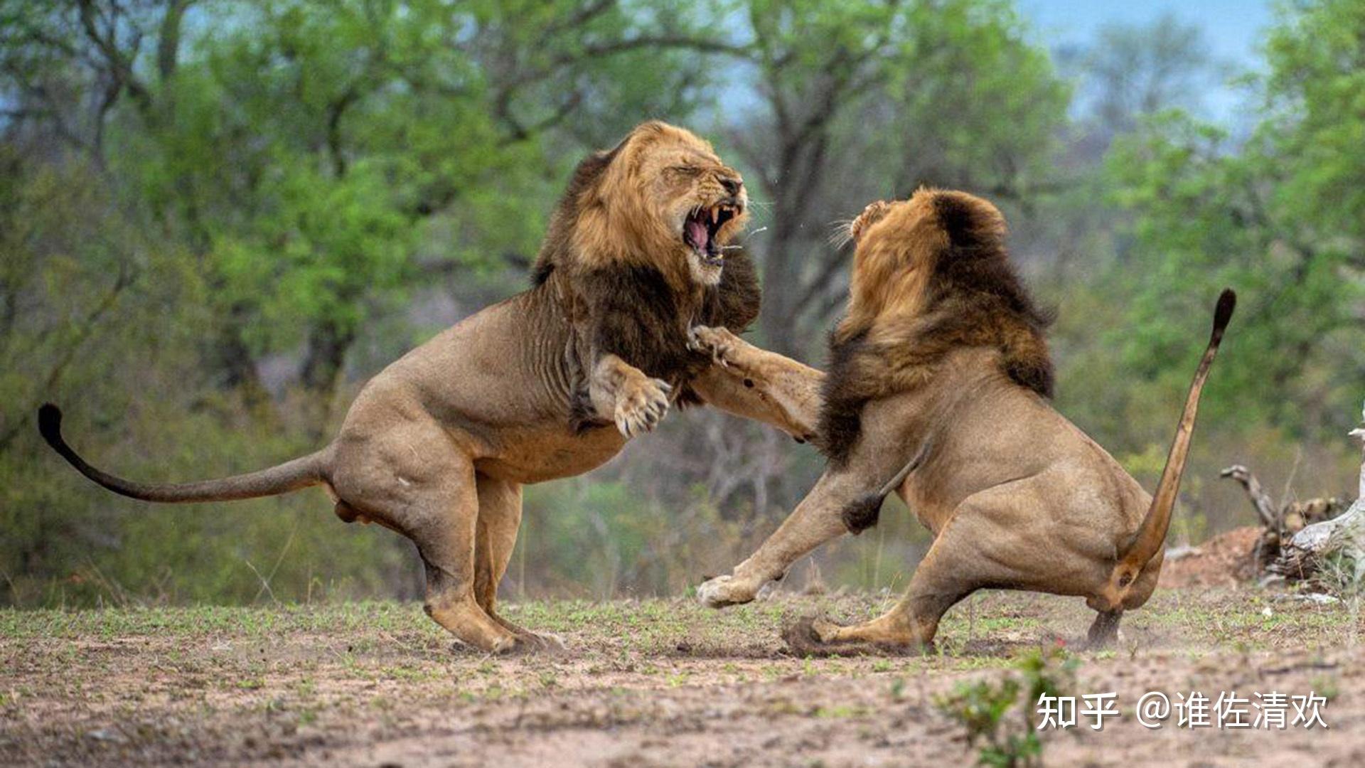 战争的本质 - 知乎