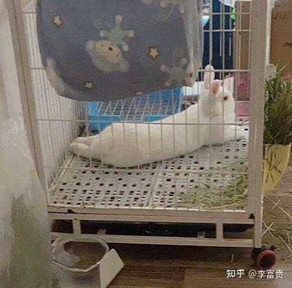 兔子为什么会侧躺