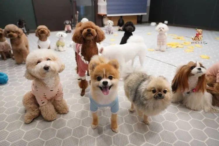 别人家狗狗上幼儿园排队午睡太萌了吧