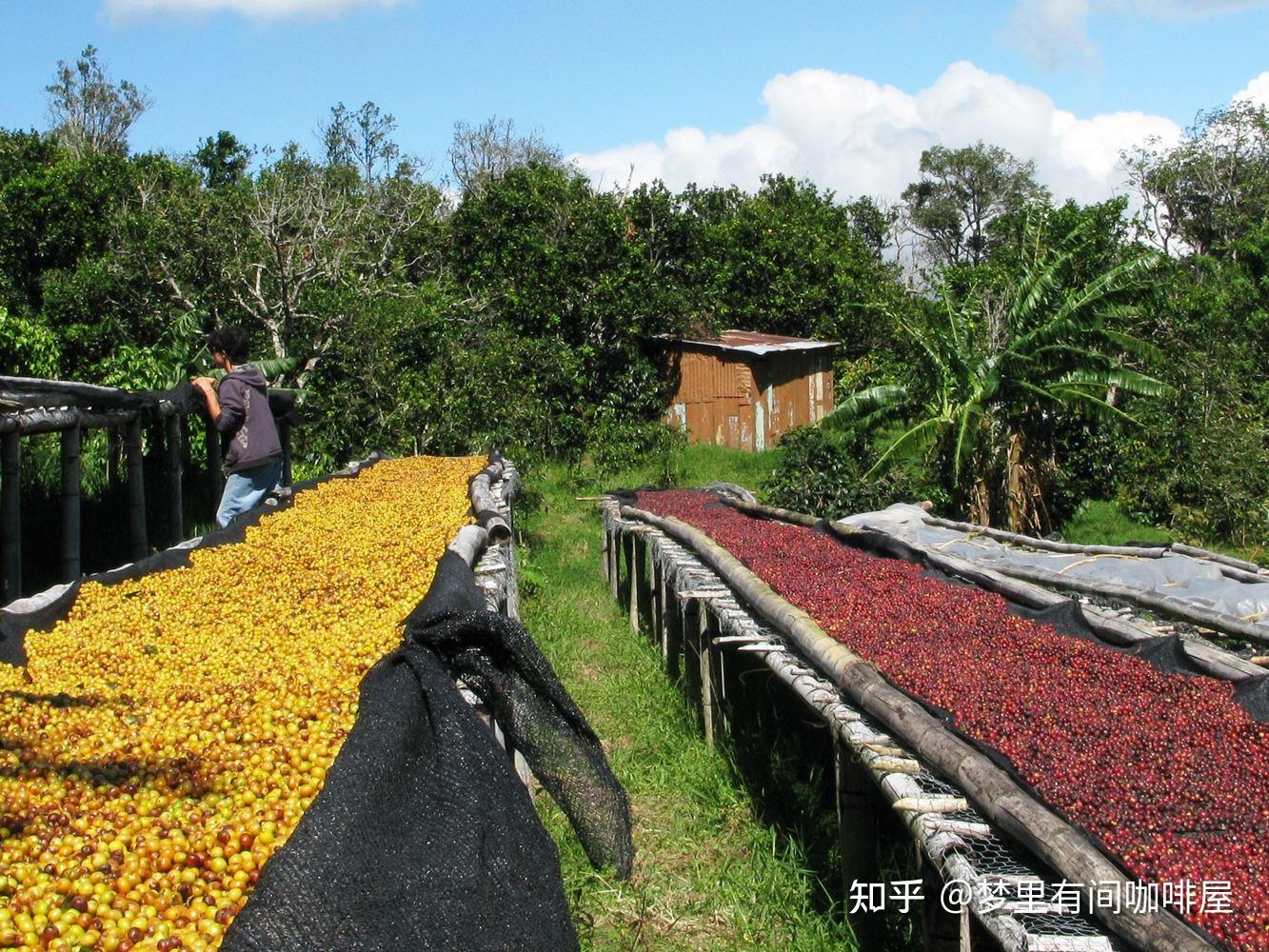 超详解咖啡产地,不得不懂的埃塞俄比亚! - 知乎