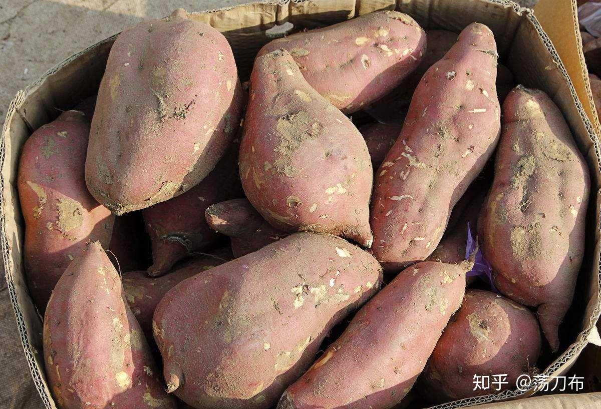 【直播专享】山东烟薯25号糖心红薯5斤蜜薯农家自种番薯超甜_虎窝淘