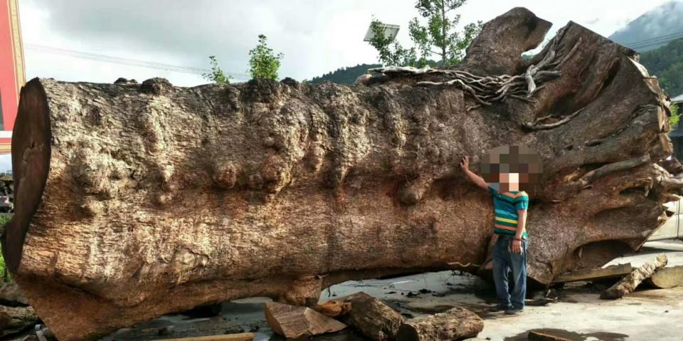 比如在非洲名木中拥有"树王"之称的巴花,是中国人比较喜欢红木之一