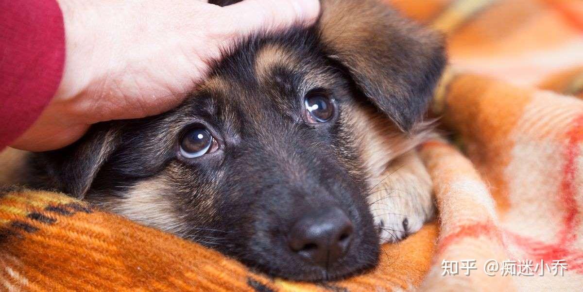 你闻过狗耳朵吗那个味道终身难忘因为你没有正确清洁狗耳朵