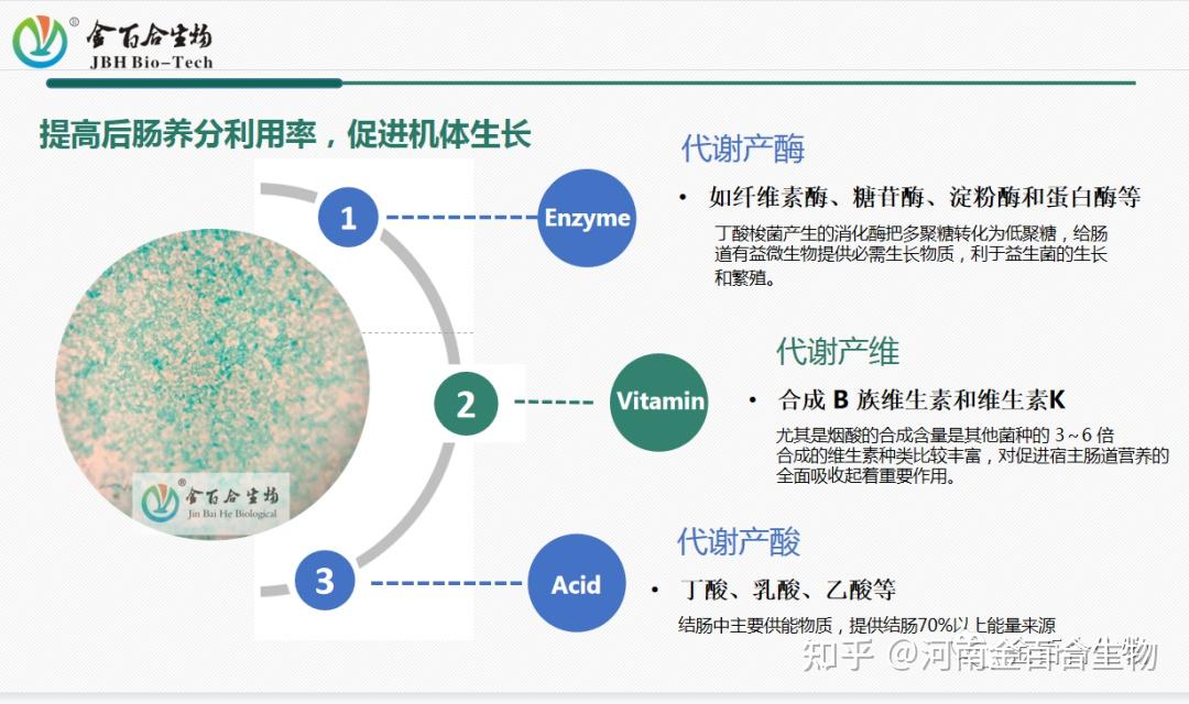 丁酸梭菌更利于肠道健康被誉为肠道第一菌