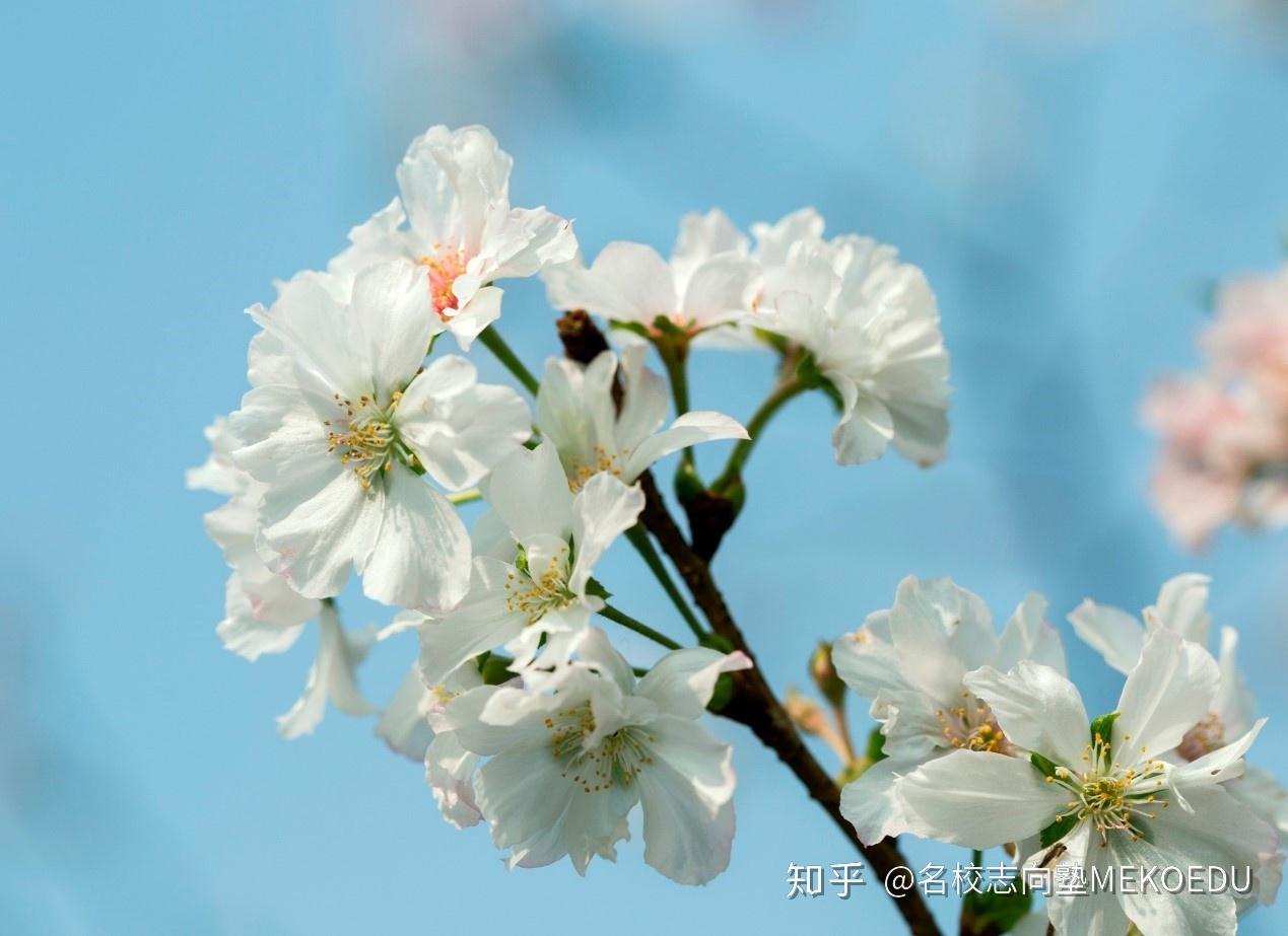十月樱从10月左右开始开花,隔年春天还会再开一次,一年开2次花的珍贵