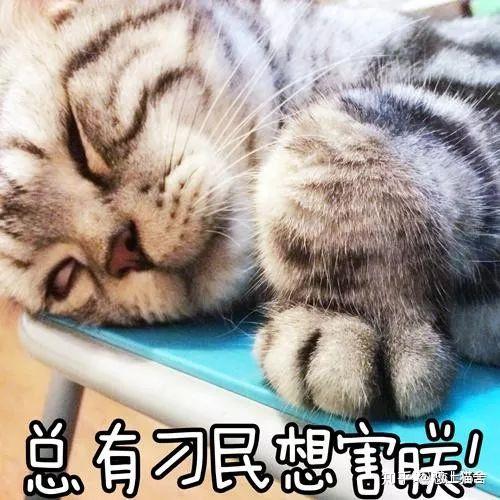 猫奴们夏天养猫要注意以下几点武汉恋上猫舍整理