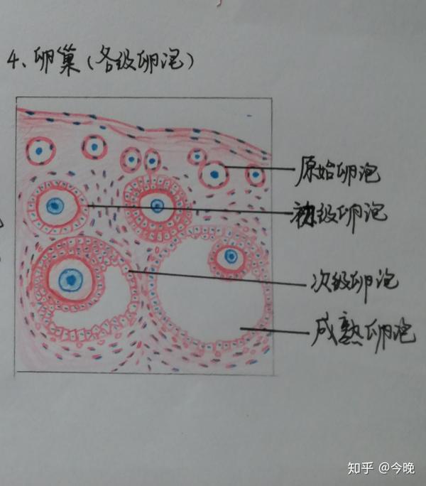 卵巢组胚红蓝铅笔绘图图片