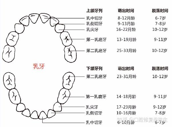 小孩什麼時候萌牙牙齒什麼時候脫落兒童換牙時間表建議家長收藏