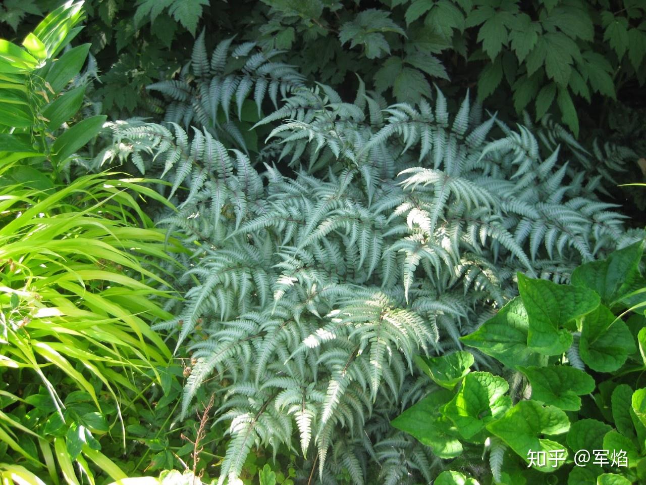 阴生花园植物指南蕨类篇上