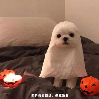可爱沙雕情侣文案,可爱沙雕情侣文案短句