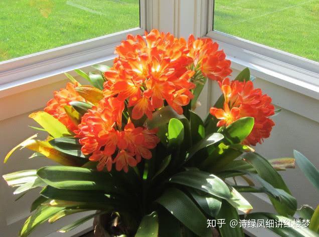 现在种什么花最合适广东 v2-ca5beb4655e9f40d8cfbcc92d3822d99_r.jpg