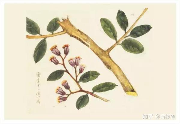 【神奇的香料植物】之丁香 - 知乎