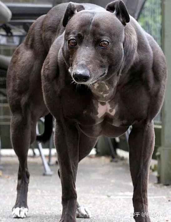 这些长相奇特的狗狗网友这样太奇葩了吧