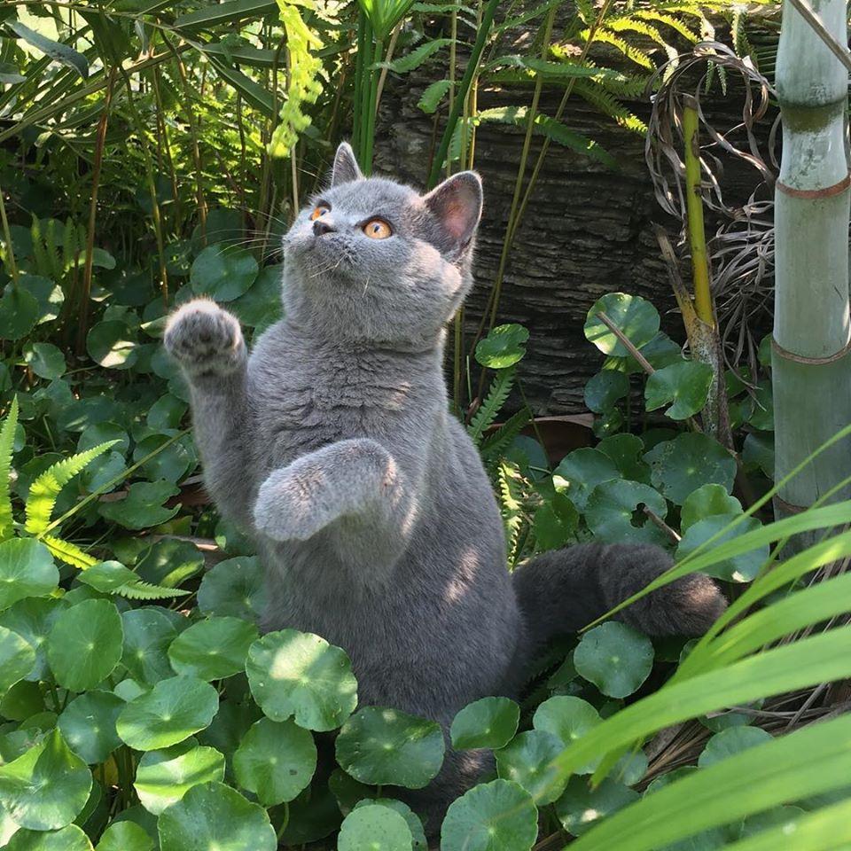 一只猫大约多少千克 v2-ca677da6d5f6a8f9c00fbd7b75b52037_1440w.jpg?source=172ae18b