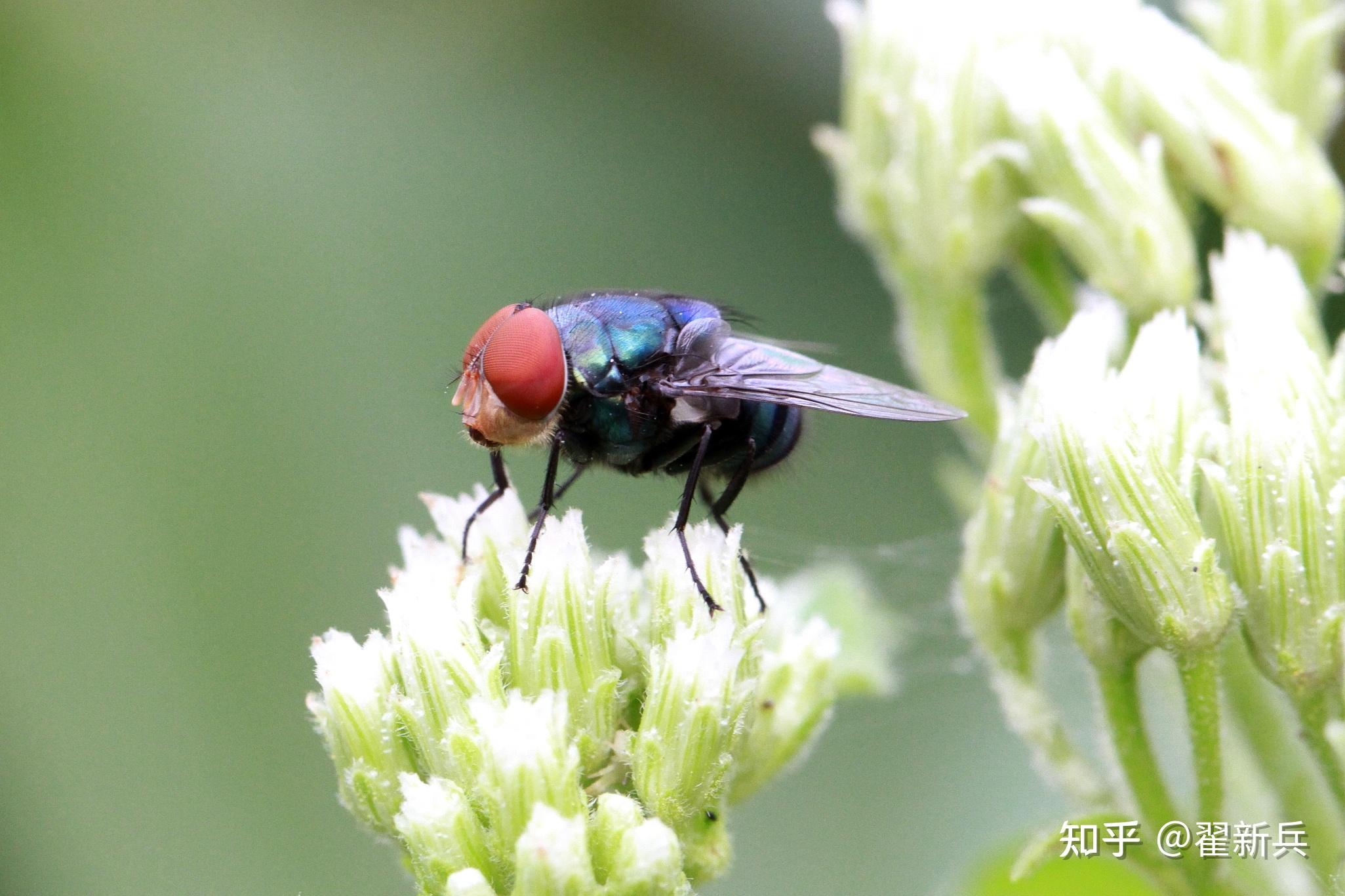 苍蝇也有可爱的权利