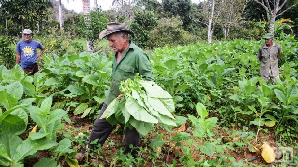 古巴2020年GDP_古巴比伦空中花园