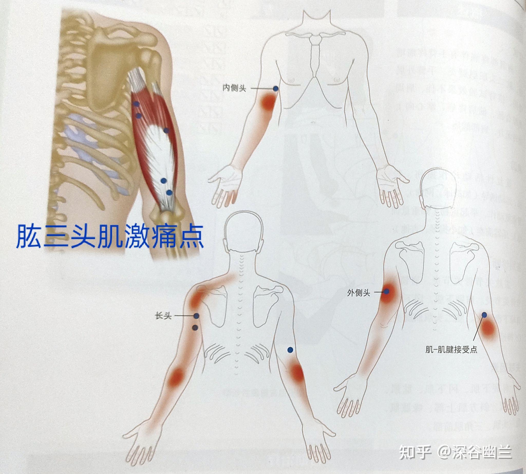 胳膊肘关节内侧详细图图片
