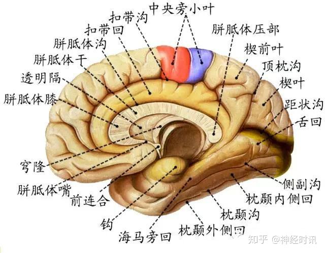中枢神经系统全解-脑 - 知乎