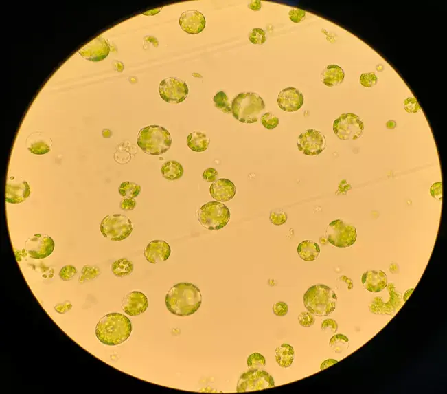 植物细胞圆球体图片