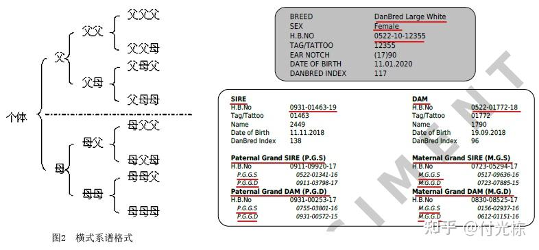 我们日常见到的或者拿到的系谱,例如:初代猪(右图丹麦猪的系谱)系谱