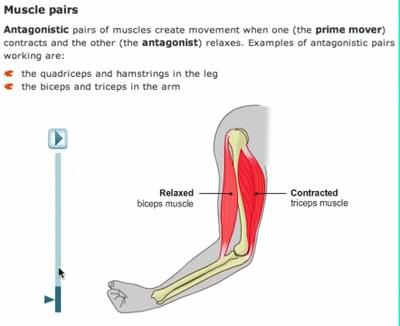 一个高级而简单的技巧,平衡颈部的屈肌和伸肌