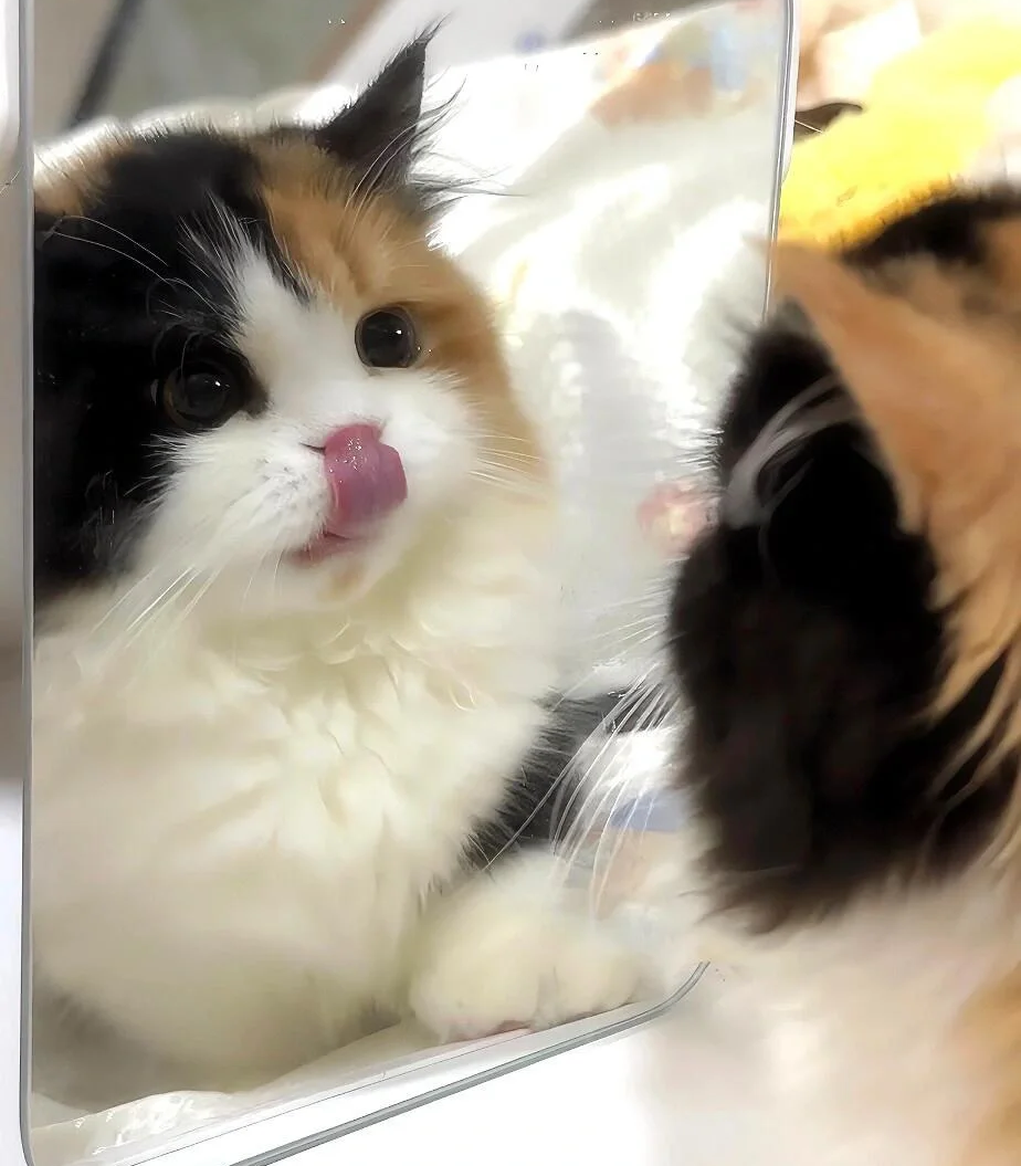 萌宠图鉴|遇到三花猫后，我又沦陷了！ - 知乎