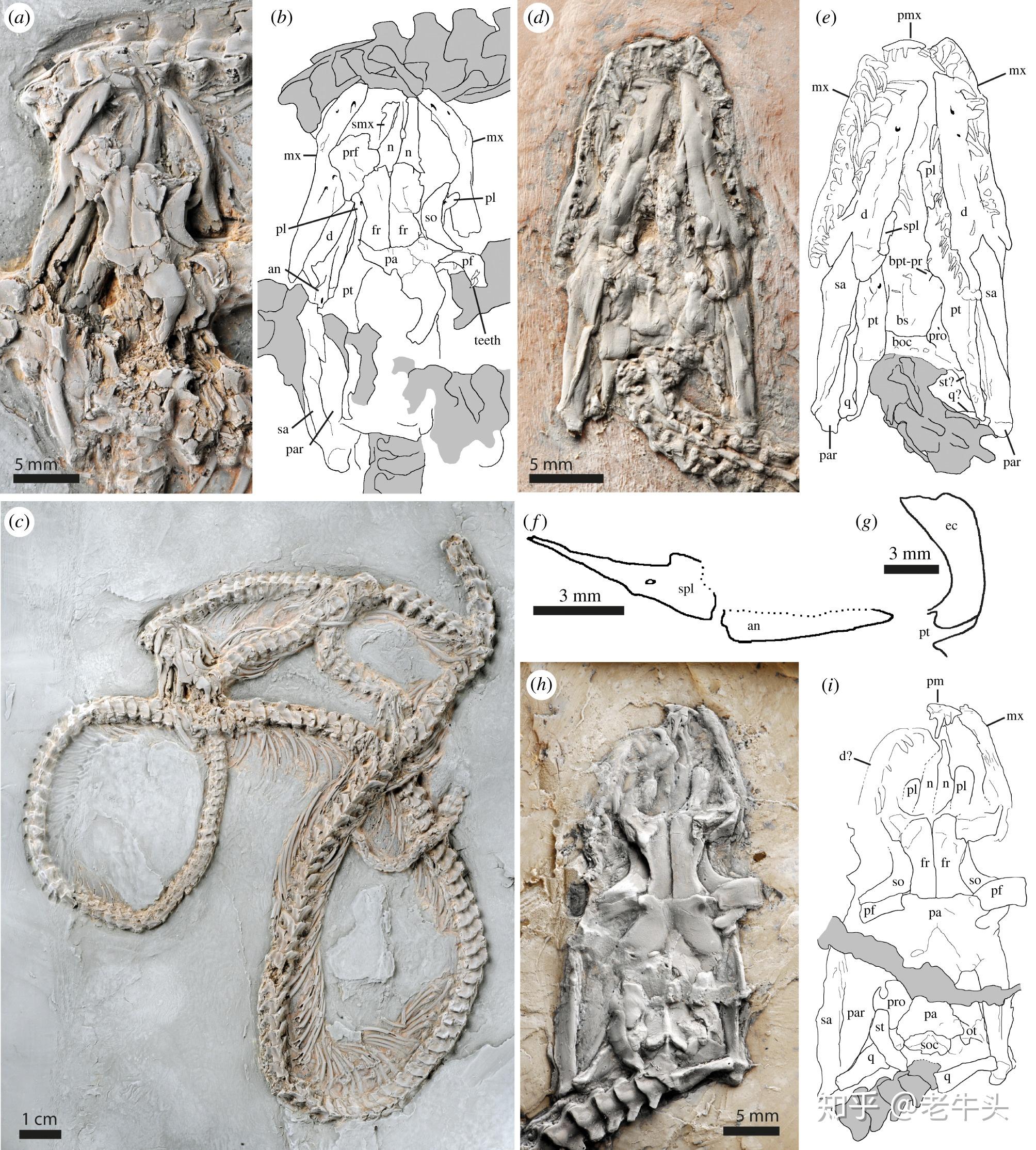 巨蛇化石图片-图库-五毛网